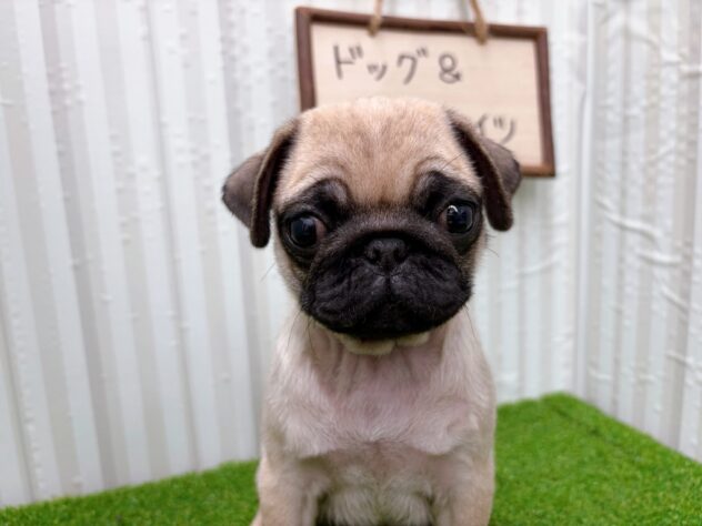 岡山県のパグ (アミーゴ倉敷店/2025年11月10日生まれ/女の子/フォーン)の子犬の2枚目の画像