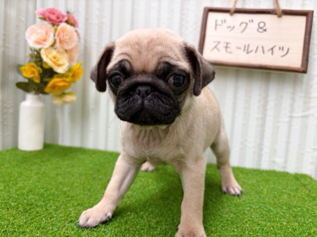 岡山県のパグ (アミーゴ倉敷店/2025年11月10日生まれ/女の子/フォーン)の子犬の3枚目の画像