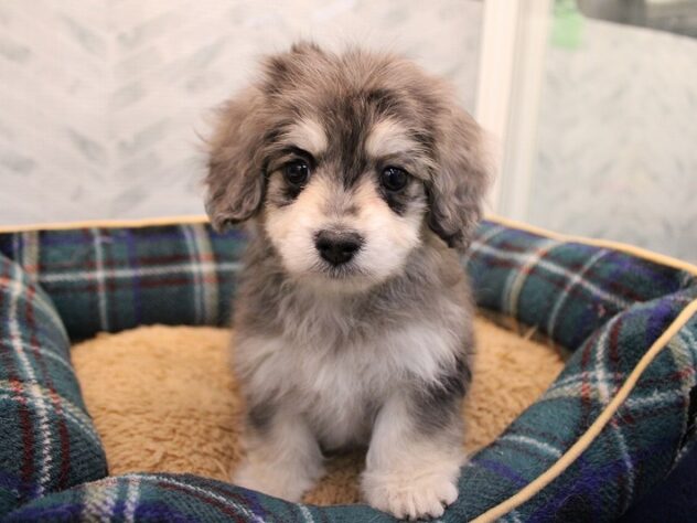 兵庫県のハーフ犬・ミックス犬 (ペット・プラザ アミーゴ神戸灘店/2025年11月8日生まれ/男の子/シルバーダップル)の子犬の1枚目の画像