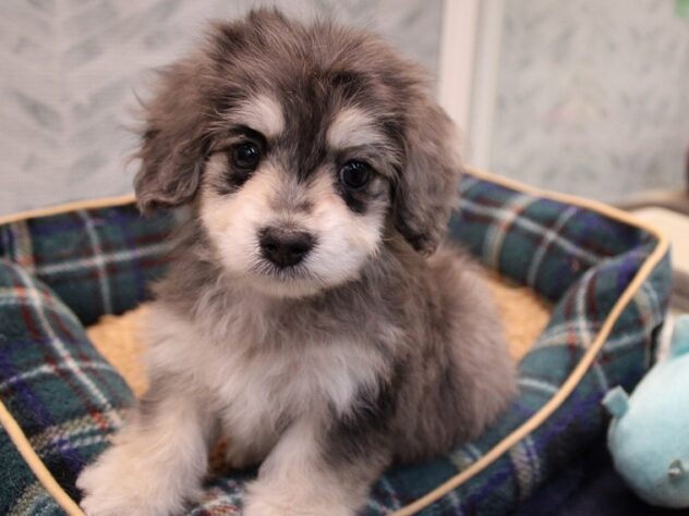 兵庫県のハーフ犬・ミックス犬 (ペット・プラザ アミーゴ神戸灘店/2025年11月8日生まれ/男の子/シルバーダップル)の子犬の3枚目の画像