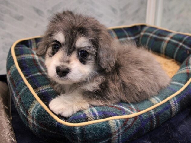 兵庫県のハーフ犬・ミックス犬 (ペット・プラザ アミーゴ神戸灘店/2025年11月8日生まれ/男の子/シルバーダップル)の子犬の4枚目の画像