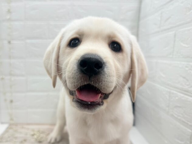 岡山県のラブラドールレトリーバー (ワンキャラット アミーゴ岡南店/2025年11月10日生まれ/男の子/イエロー)の子犬の1枚目の画像