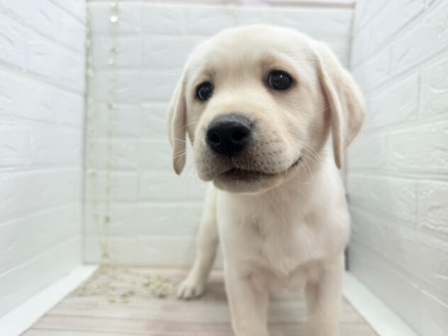 岡山県のラブラドールレトリーバー (ワンキャラット アミーゴ岡南店/2025年11月10日生まれ/男の子/イエロー)の子犬の3枚目の画像