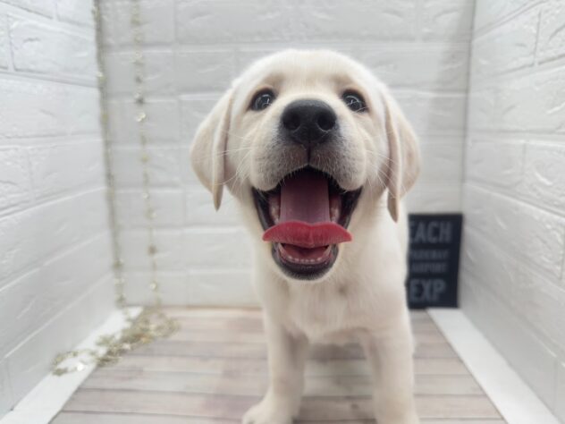 岡山県のラブラドールレトリーバー (ワンキャラット アミーゴ岡南店/2025年11月10日生まれ/男の子/イエロー)の子犬の2枚目の画像