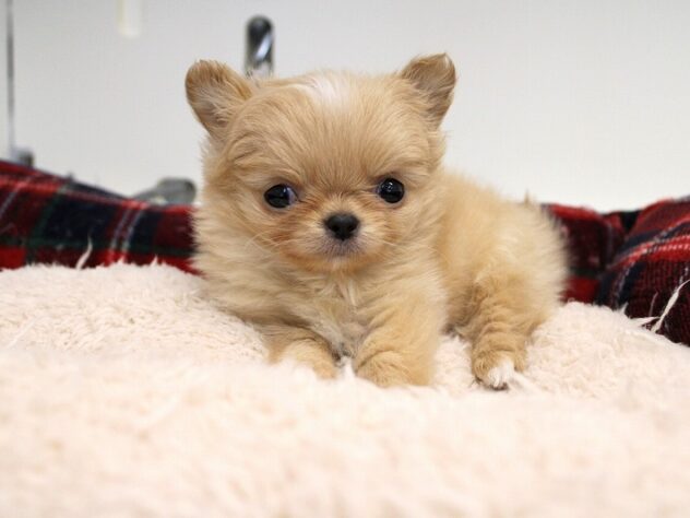 兵庫県のチワワ(ロング) (ペット・プラザ アミーゴ神戸灘店/2025年11月16日生まれ/男の子/クリームホワイト)の子犬の2枚目の画像