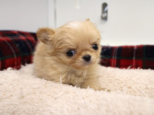 兵庫県のチワワ(ロング) (ペット・プラザ アミーゴ神戸灘店/2025年11月16日生まれ/男の子/クリームホワイト)の子犬の1枚目の画像