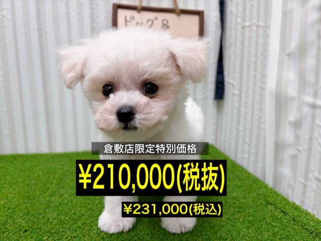 岡山県のビションフリーゼ (アミーゴ倉敷店/2025年10月31日生まれ/男の子/ホワイト)の子犬の1枚目の画像