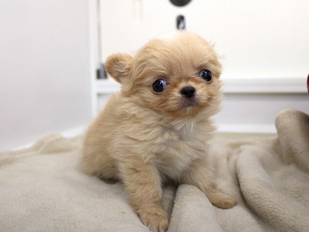 兵庫県のチワワ(ロング) (ペット・プラザ アミーゴ神戸灘店/2025年11月16日生まれ/男の子/クリームホワイト)の子犬の3枚目の画像