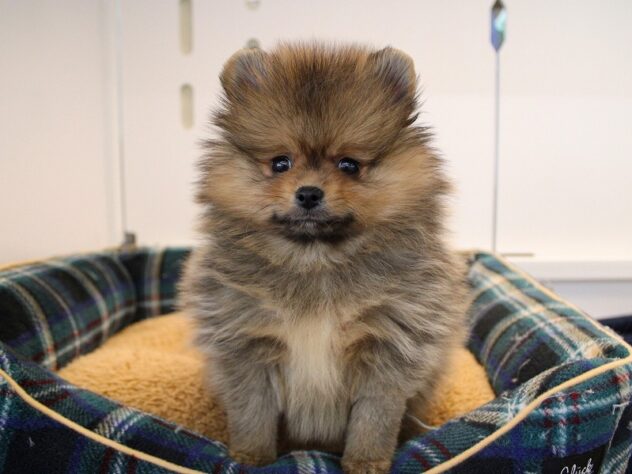 兵庫県のポメラニアン (ペット・プラザ アミーゴ神戸灘店/2026年11月20日生まれ/男の子/オレンジセーブル)の子犬の1枚目の画像