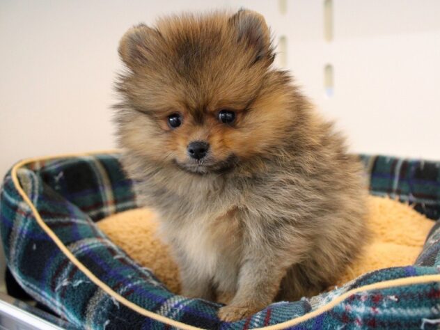 兵庫県のポメラニアン (ペット・プラザ アミーゴ神戸灘店/2026年11月20日生まれ/男の子/オレンジセーブル)の子犬の2枚目の画像