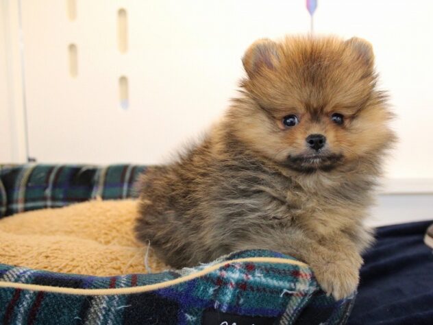 兵庫県のポメラニアン (ペット・プラザ アミーゴ神戸灘店/2026年11月20日生まれ/男の子/オレンジセーブル)の子犬の3枚目の画像
