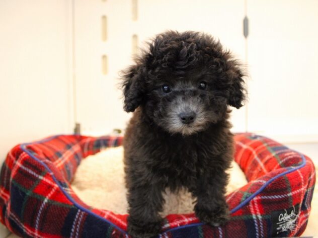 兵庫県のトイプードル(トイ) (ペット・プラザ アミーゴ神戸灘店/2026年11月18日生まれ/男の子/グレー)の子犬の3枚目の画像