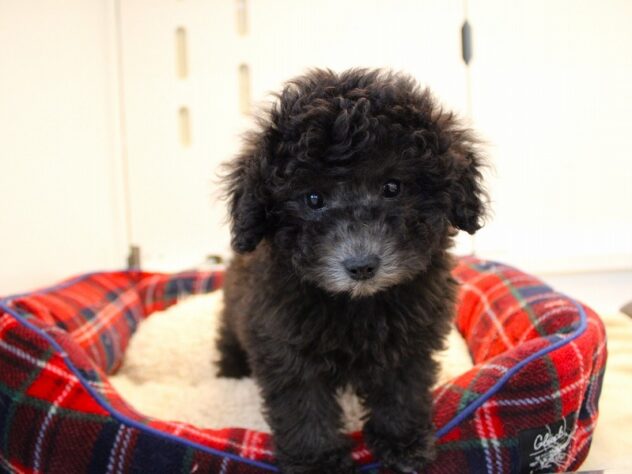 兵庫県のトイプードル(トイ) (ペット・プラザ アミーゴ神戸灘店/2026年11月18日生まれ/男の子/グレー)の子犬の2枚目の画像