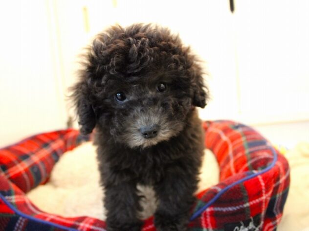 兵庫県のトイプードル(トイ) (ペット・プラザ アミーゴ神戸灘店/2026年11月18日生まれ/男の子/グレー)の子犬の1枚目の画像