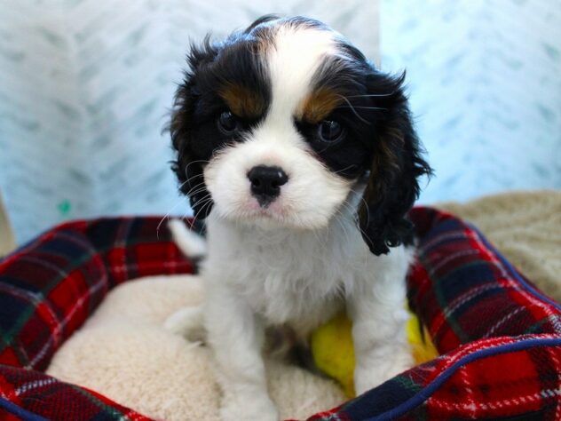 兵庫県のキャバリアキングチャールズスパニエル (ペット・プラザ アミーゴ神戸灘店/2026年11月23日生まれ/男の子/トライカラー)の子犬の1枚目の画像