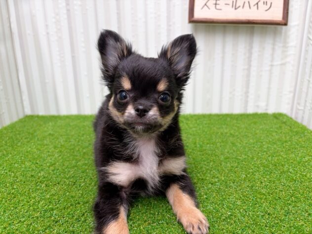 岡山県のチワワ(ロング) (アミーゴ倉敷店/2025年11月8日生まれ/男の子/ブラッククリームホワイト)の子犬の3枚目の画像
