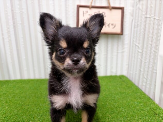 岡山県のチワワ(ロング) (アミーゴ倉敷店/2025年11月8日生まれ/男の子/ブラッククリームホワイト)の子犬の2枚目の画像