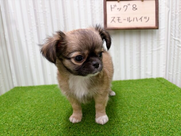 岡山県のチワワ(ロング) (アミーゴ倉敷店/2025年11月14日生まれ/女の子/レッドホワイト)の子犬の3枚目の画像