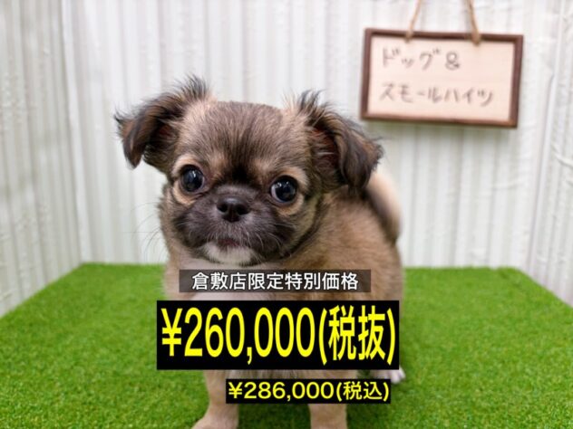 岡山県のチワワ(ロング) (アミーゴ倉敷店/2025年11月14日生まれ/女の子/レッドホワイト)の子犬の1枚目の画像