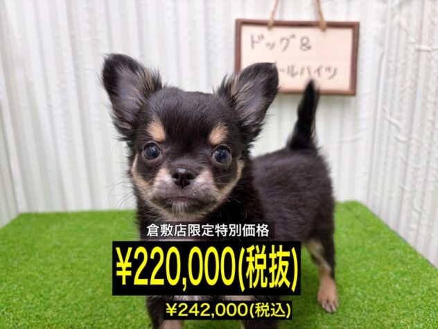 岡山県のチワワ(ロング) (アミーゴ倉敷店/2025年11月8日生まれ/男の子/ブラッククリームホワイト)の子犬の1枚目の画像