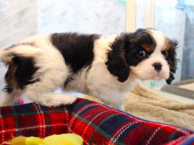 兵庫県のキャバリアキングチャールズスパニエル (ペット・プラザ アミーゴ神戸灘店/2026年11月23日生まれ/男の子/トライカラー)の子犬の2枚目の画像