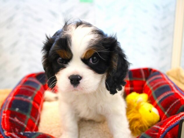 兵庫県のキャバリアキングチャールズスパニエル (ペット・プラザ アミーゴ神戸灘店/2026年11月23日生まれ/男の子/トライカラー)の子犬の3枚目の画像