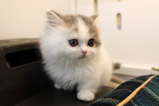 兵庫県のミヌエット (ペット・プラザ アミーゴ神戸灘店/2025年11月22日生まれ/男の子/ブルータビーホワイト)の子猫の3枚目の画像