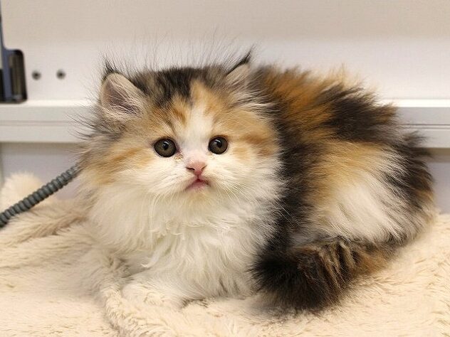 兵庫県のミヌエット (ペット・プラザ アミーゴ神戸灘店/2025年11月22日生まれ/女の子/キャリコ)の子猫の2枚目の画像