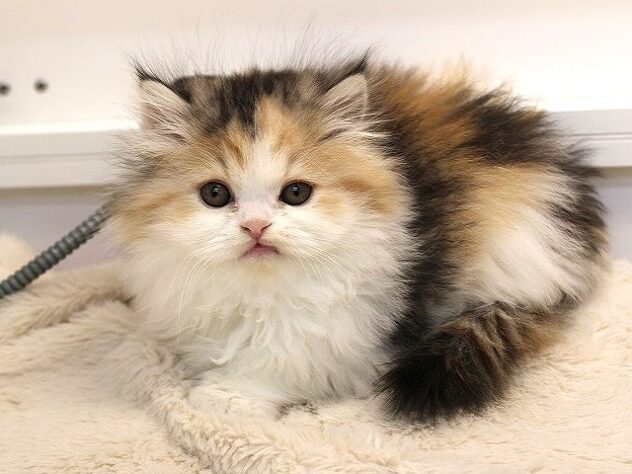 兵庫県のミヌエット (ペット・プラザ アミーゴ神戸灘店/2025年11月22日生まれ/女の子/キャリコ)の子猫の3枚目の画像