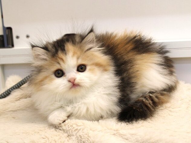 兵庫県のミヌエット (ペット・プラザ アミーゴ神戸灘店/2025年11月22日生まれ/女の子/キャリコ)の子猫の1枚目の画像