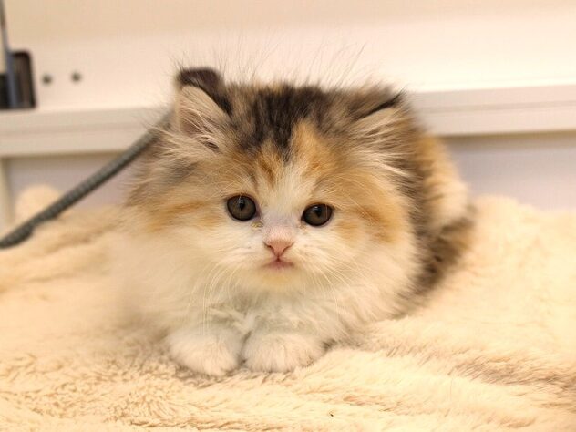 兵庫県のミヌエット (ペット・プラザ アミーゴ神戸灘店/2025年11月22日生まれ/女の子/キャリコ)の子猫の4枚目の画像