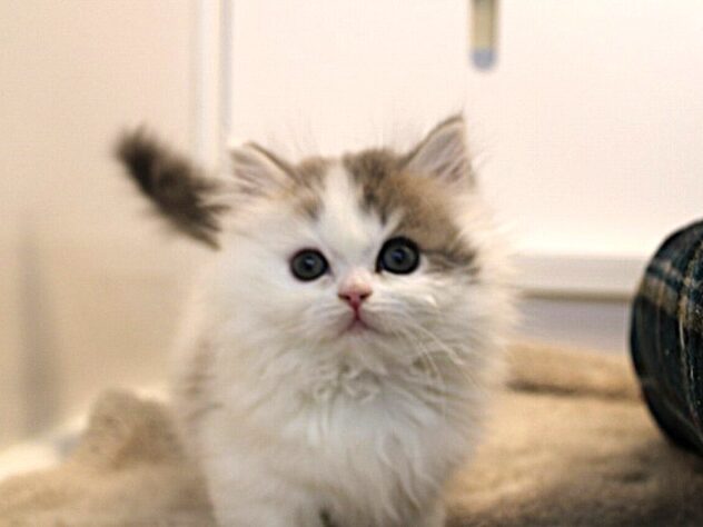 兵庫県のミヌエット (ペット・プラザ アミーゴ神戸灘店/2025年11月22日生まれ/男の子/ブルータビーホワイト)の子猫の4枚目の画像