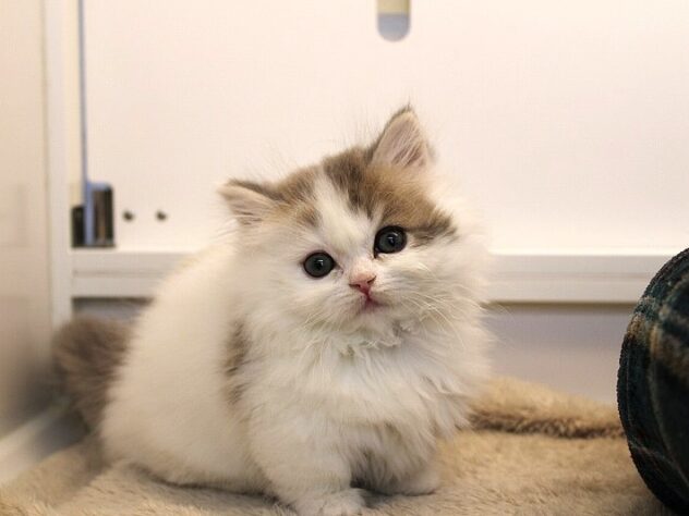 兵庫県のミヌエット (ペット・プラザ アミーゴ神戸灘店/2025年11月22日生まれ/男の子/ブルータビーホワイト)の子猫の1枚目の画像