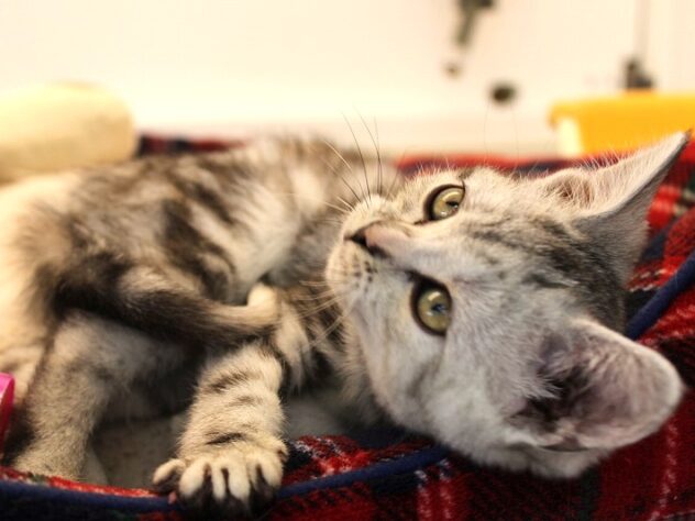 兵庫県のアメリカンショートヘアー (ペット・プラザ アミーゴ神戸灘店/2025年11月18日生まれ/女の子/シルバーパッチドタビー)の子猫の4枚目の画像