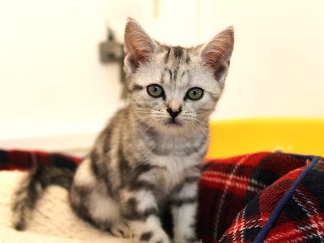 兵庫県のアメリカンショートヘアー (ペット・プラザ アミーゴ神戸灘店/2025年11月18日生まれ/女の子/シルバーパッチドタビー)の子猫の3枚目の画像