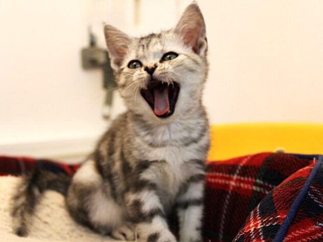 兵庫県のアメリカンショートヘアー (ペット・プラザ アミーゴ神戸灘店/2025年11月18日生まれ/女の子/シルバーパッチドタビー)の子猫の2枚目の画像