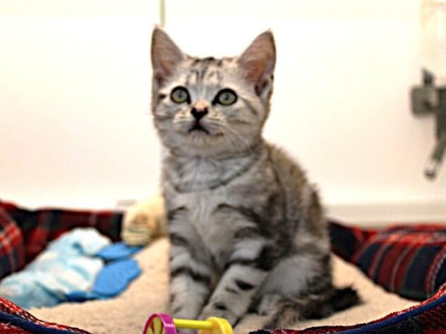 兵庫県のアメリカンショートヘアー (ペット・プラザ アミーゴ神戸灘店/2025年11月18日生まれ/女の子/シルバーパッチドタビー)の子猫の1枚目の画像