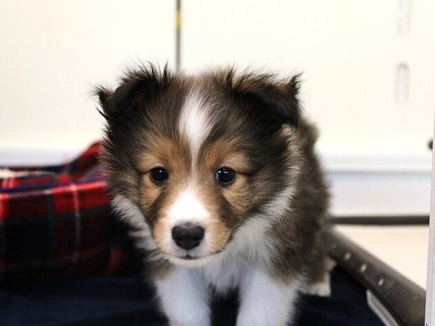 兵庫県のシェットランドシープドッグ (ペット・プラザ アミーゴ神戸灘店/2025年11月25日生まれ/女の子/セーブルホワイト)の子犬の2枚目の画像