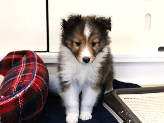 兵庫県のシェットランドシープドッグ (ペット・プラザ アミーゴ神戸灘店/2025年11月25日生まれ/女の子/セーブルホワイト)の子犬の1枚目の画像