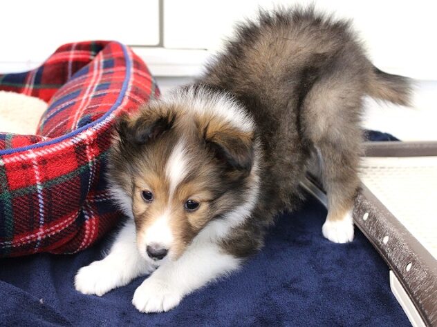 兵庫県のシェットランドシープドッグ (ペット・プラザ アミーゴ神戸灘店/2025年11月25日生まれ/女の子/セーブルホワイト)の子犬の4枚目の画像