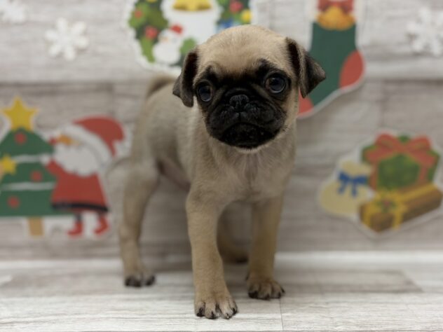 岩手県のパグ (アミーゴ一関店/2025年10月8日生まれ/男の子/フォーン)の子犬