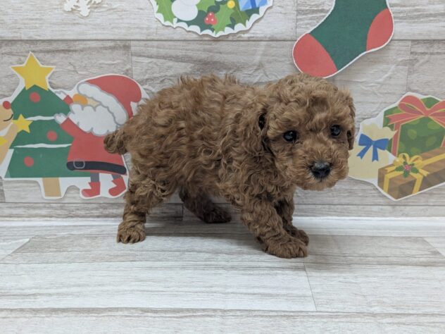 岩手県のトイプードル(トイ) (アミーゴ一関店/2025年11月6日生まれ/女の子/レッド)の子犬