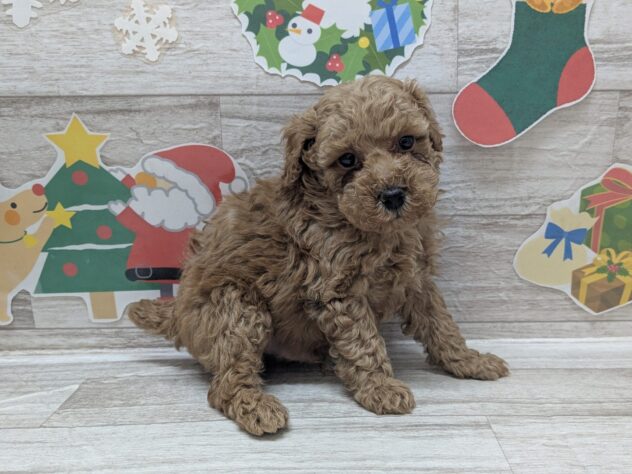 岩手県のトイプードル(トイ) (アミーゴ一関店/2025年11月6日生まれ/男の子/アプリコット)の子犬