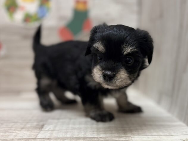 岩手県のハーフ犬・ミックス犬 (アミーゴ一関店/2025年10月15日生まれ/女の子/ブラックタン)の子犬