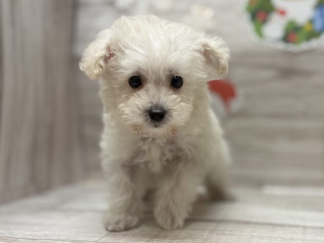 岩手県のトイプードル(トイ) (アミーゴ一関店/2025年10月16日生まれ/男の子/ホワイト)の子犬