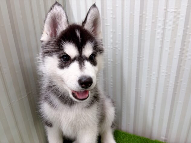 岡山県のシベリアンハスキー (アミーゴ倉敷店/2025年11月21日生まれ/女の子/ブラックホワイト)の子犬の2枚目の画像
