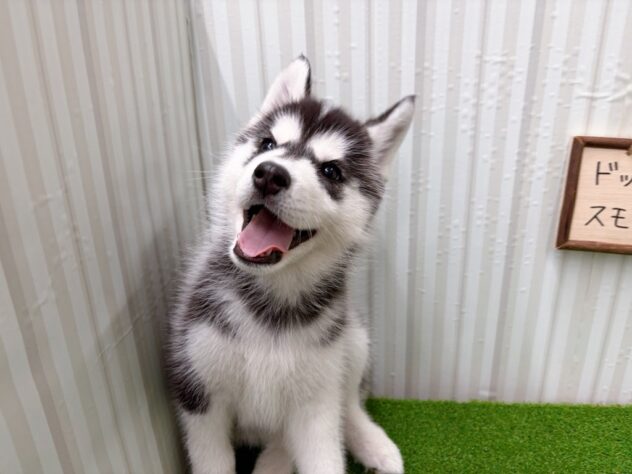 岡山県のシベリアンハスキー (アミーゴ倉敷店/2025年11月21日生まれ/女の子/ブラックホワイト)の子犬の3枚目の画像