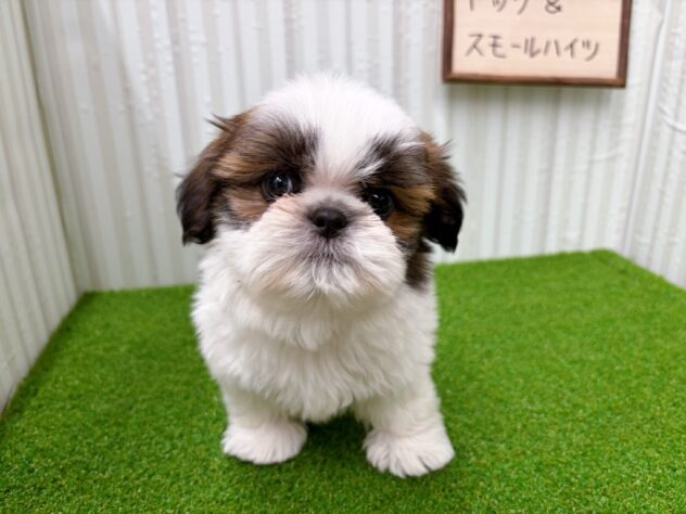 岡山県のシーズー (アミーゴ倉敷店/2025年11月22日生まれ/男の子/ホワイトゴールド)の子犬の3枚目の画像