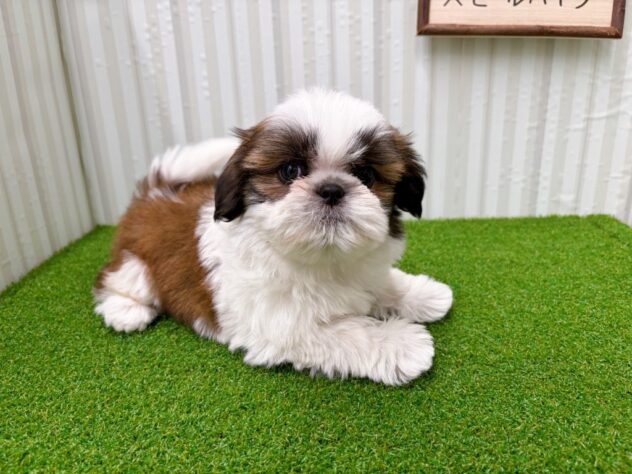 岡山県のシーズー (アミーゴ倉敷店/2025年11月22日生まれ/男の子/ホワイトゴールド)の子犬の2枚目の画像
