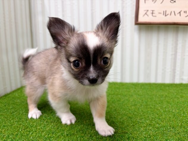 岡山県のチワワ(ロング) (アミーゴ倉敷店/2025年11月16日生まれ/男の子/レッドホワイト)の子犬の2枚目の画像